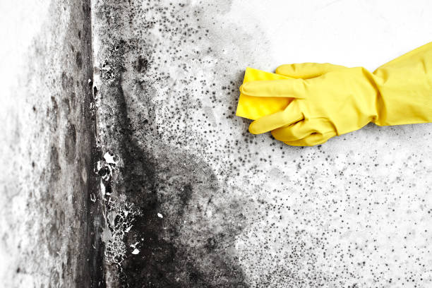 Best Emergency Mold Removal  in Winsted, MN