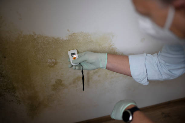 Best Crawl Space Mold Removal  in Winsted, MN