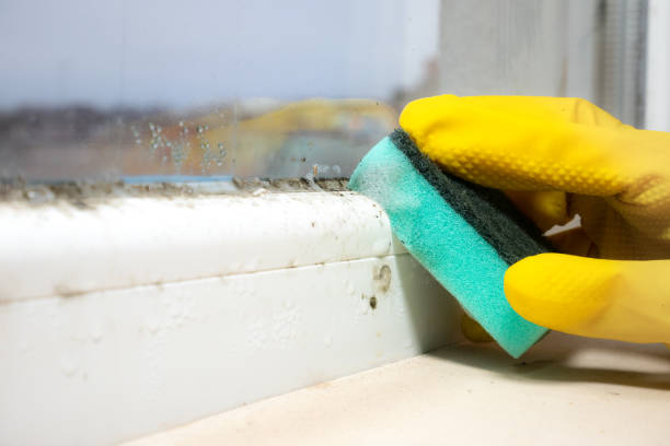 Best Commercial Mold Removal  in Winsted, MN