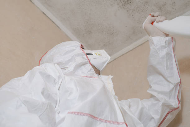Best Attic Mold Removal  in Winsted, MN