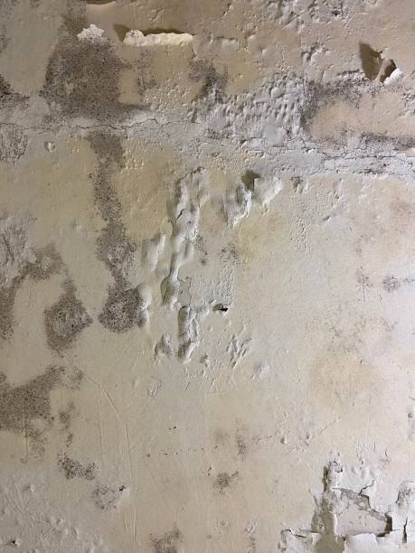 Best Home Mold Removal  in Winsted, MN