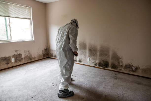 Best Toxic Mold Removal  in Winsted, MN